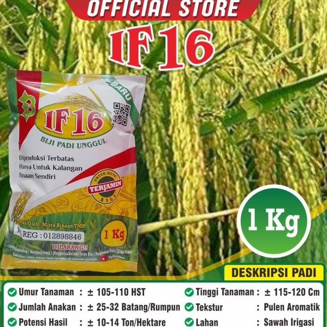 Padi If 16 / Biji Padi If 16 Kemasan 1 Kilogram