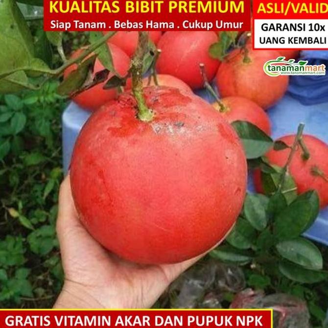 Promo Bibit Tanaman Buah JERUK RED PAMELO Unggul, Murah, Bergaransi COD