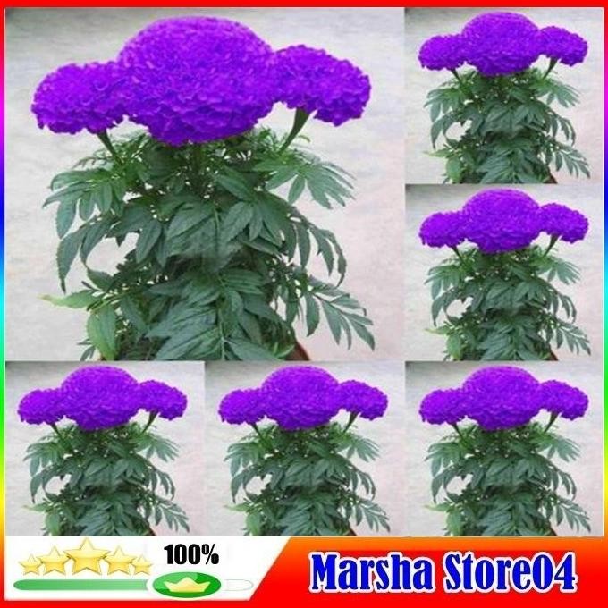 Promo 100pcs Bibit Bunga Marigold Warna Ungu Biru COD