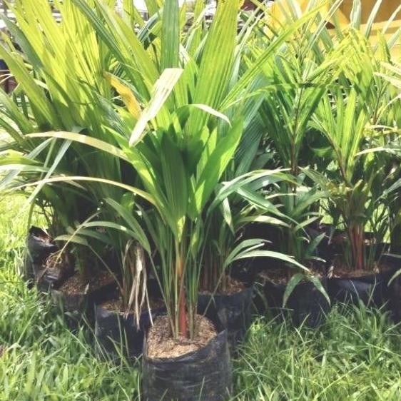 Pohon Palem Merah Tinggi 40 Cm Atau 50 Cm