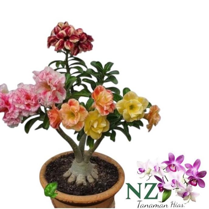 Adenium Bunga Mereh Kuning Hitam Putih Dll/Tanaman Hias Hidup Adenium Pink Bibit