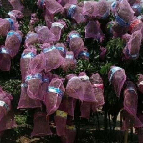 Karung bungkus Kelengkeng/brongsong buah/jaring kelengkeng 10 pcs