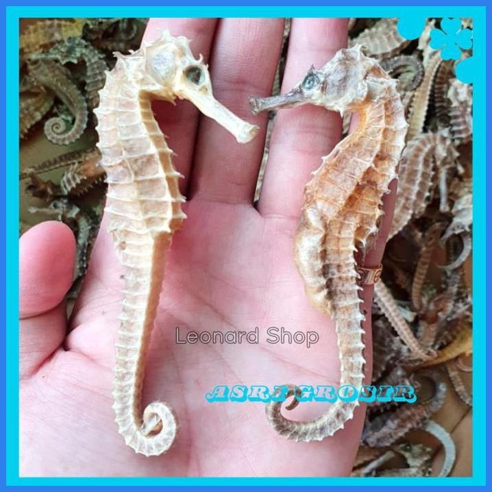 KUDA LAUT KERING BESAR SUPER / HERBAL KUAT OBAT KESUBURAN PRIA WANITA GRATIS ONGKIR