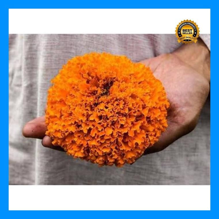 [Cod] - Benih Bibit Bunga Marigold Golden Blom - Cap Panah Merah - Bibit Bunga
