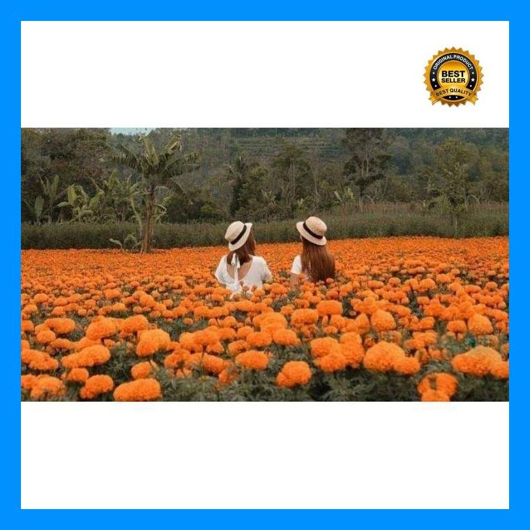 [Cod] - Benih Bibit Bunga Marigold Golden Blom - Cap Panah Merah - Bibit Bunga
