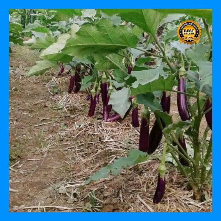[Cod] - 50 Biji - Benih Terong Ungu Lezata F1 - Unggul Cap Panah Merah Bibit Sayur Sayuran Antaboga 
