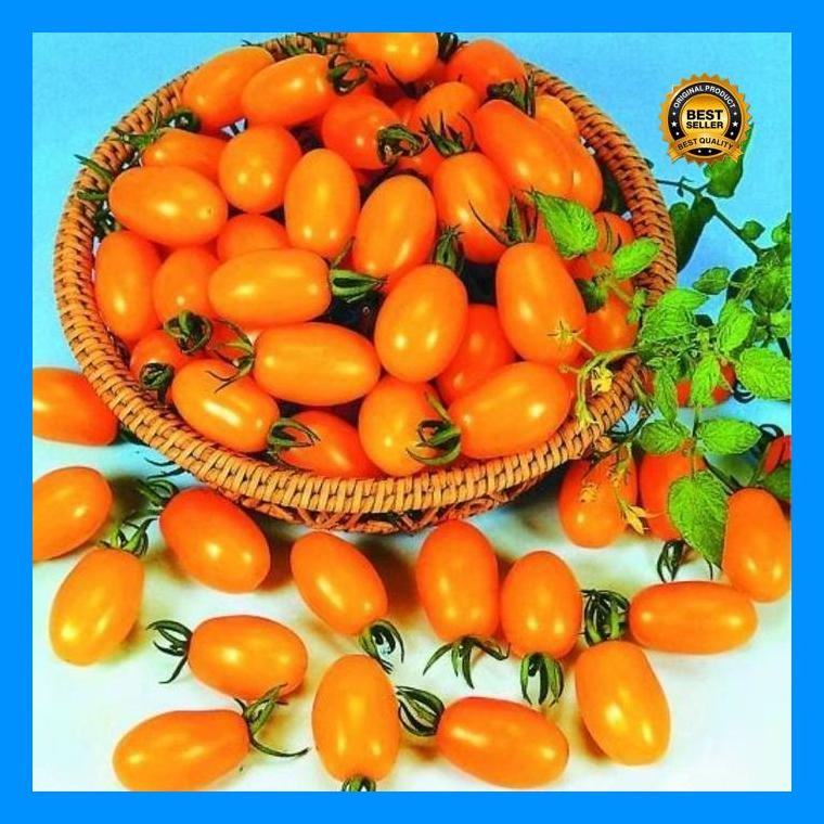 [Cod] - 5 Biji - Benih Tomat Cherry Golden Sweet F1 - Rasa Manis  Bibit Tanaman Buah Sayuran Tomat C