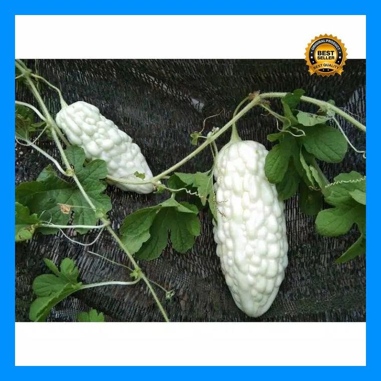 [Cod] - Benih Bibit Pare Putih High Moon - Bibit Tanaman Sayur Sayuran Pare