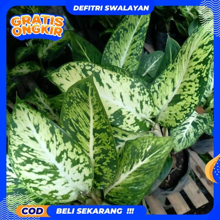 FREE ONGKIR  AGLONEMA DIVEN TISU BRAZIL/AGLAONEMA SPARKEL BLANCENG (TANAMAN HIDUP-BUNGA AGLONEMA HID