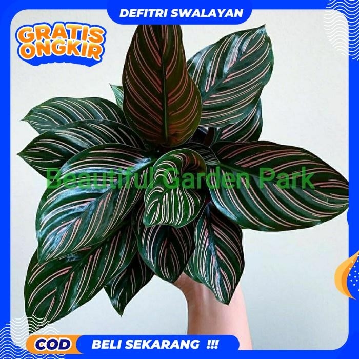 FREE ONGKIR TANAMAN HIAS CALATHEA ORNATA STRIP / POHON CALATHEA ORNATA PINSTRIP (TANAMAN HIAS HIDUP 