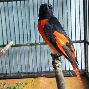 burung mantenan jantan gacor murah