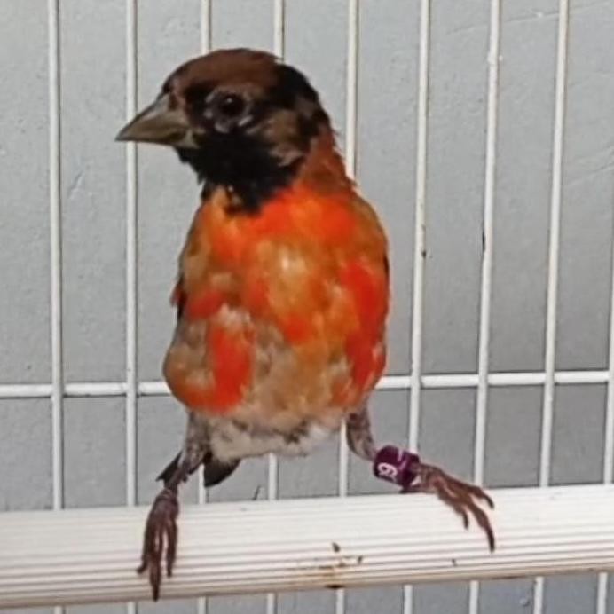 red siskin klasik jantan remaja murah