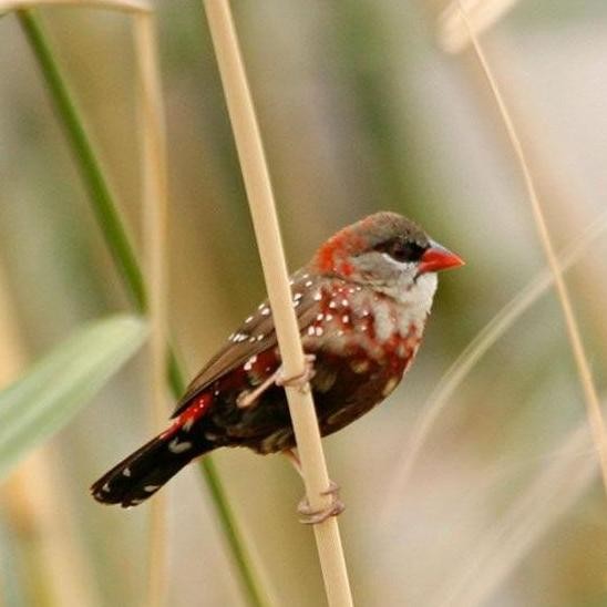 burung strawberry finch timor sepasang pilihan murah