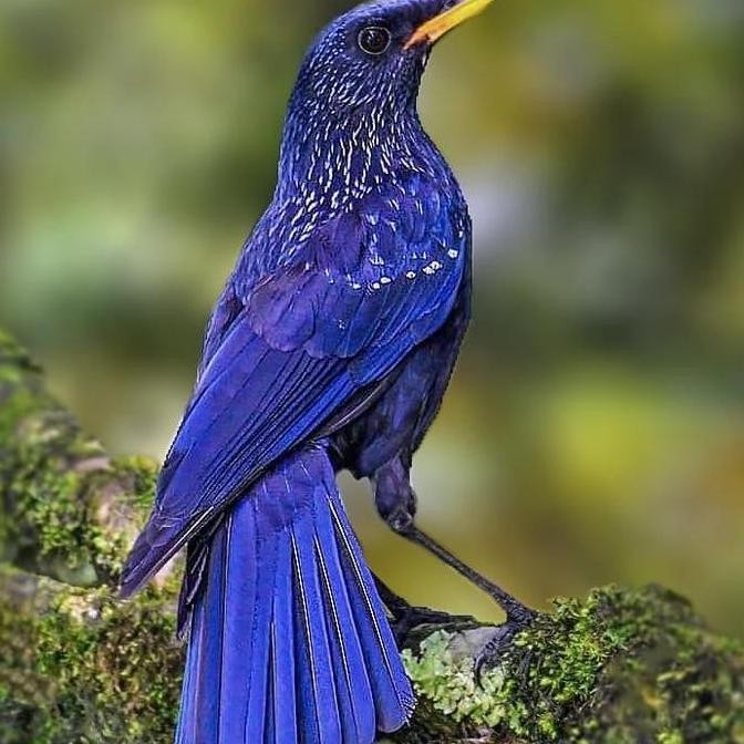 burung ciung wanara pilihan murah