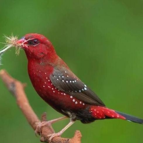 burung strawberry finch sepasang pilihan murah