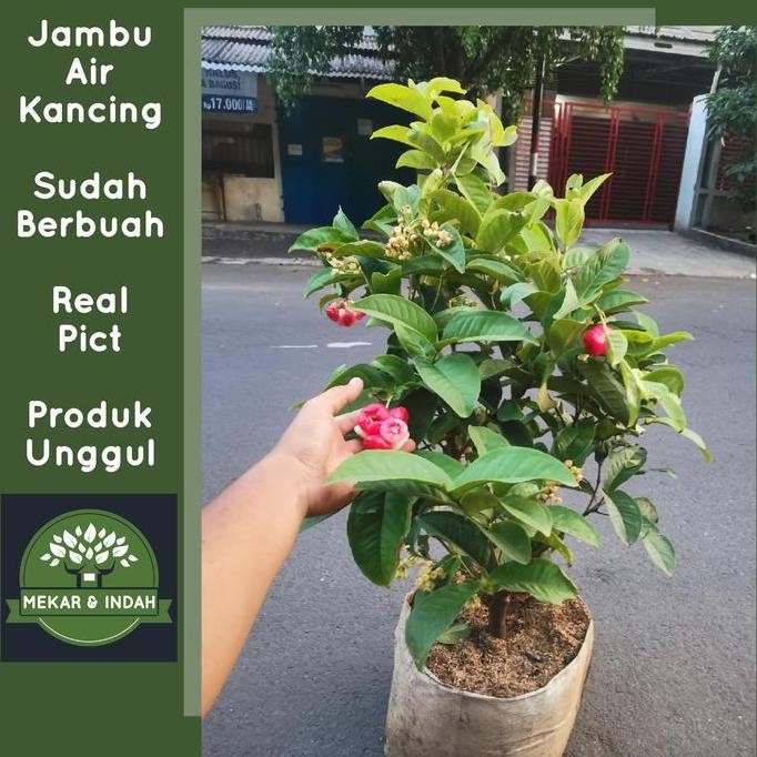 Promo Pohon jambu air kancing merah besar, tanaman buah jambu air kancing COD