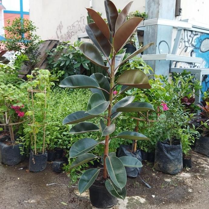 Promo tanaman rubber plant/ karet kebo COD