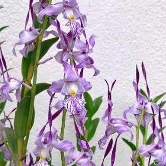 Promo Anggrek Dendrobium Leporinum  remaja COD