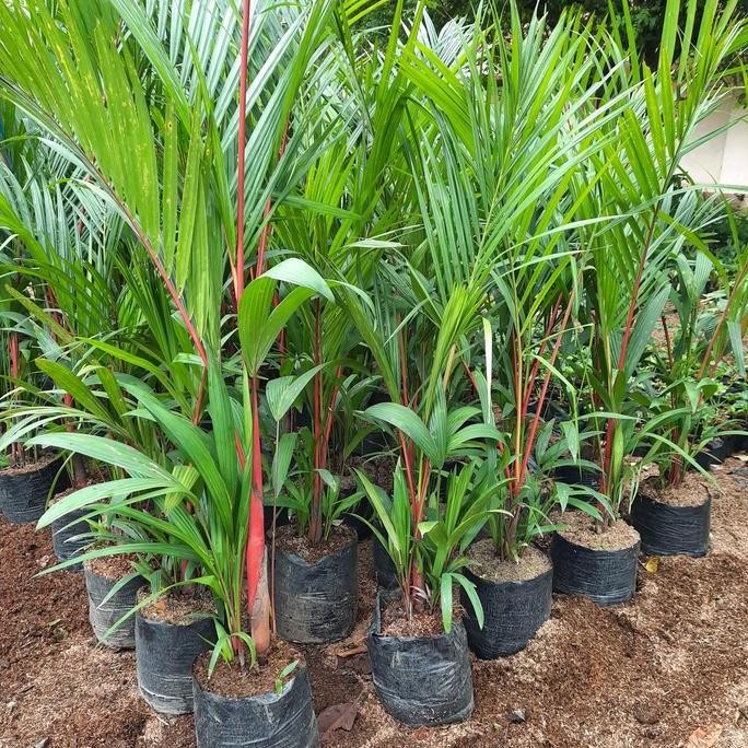 Promo tanaman palem merah palem pinang merah palm merah lipstik tinggi 1,5 meter COD
