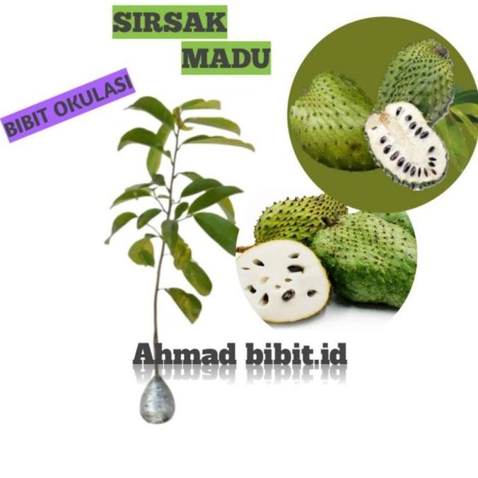 Bibit Tanaman Buah Sirsak Madu Okulasi Bibit Sirsak Madu Bibit Sirsak yang cepat berbuah