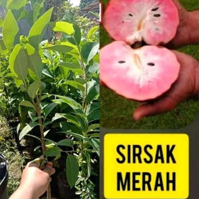 Bibit Tanaman Buah Sirsak Merah Okulasi - Pohon Sirsak Merah Cepat yang cepat berbuah