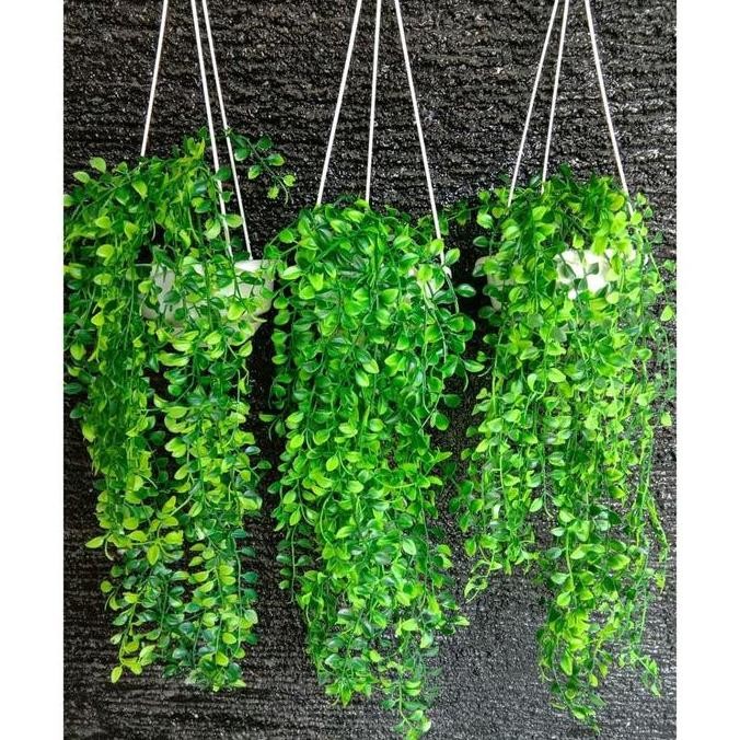 DF302>> Grosir Bunga Jakarta 3 Set Daun Juntai Rambat Kemuning dan Pot Gantung Plastik Putih