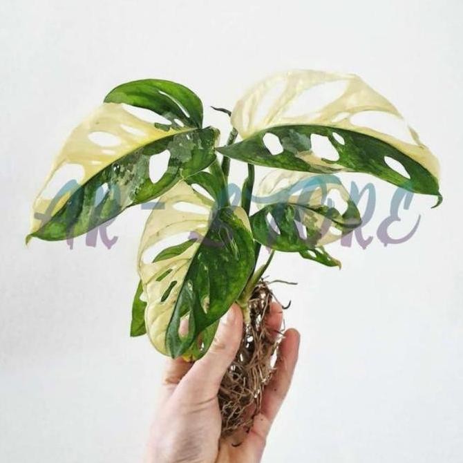 Promo bonggol ASLI atau bibit janda bolong varigata