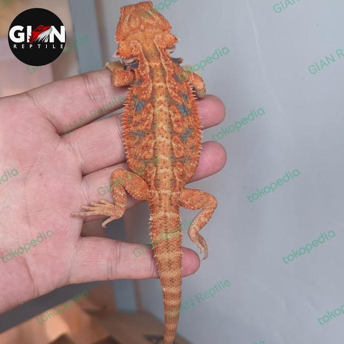 Deepanim- Bearded Dragon Super Red Hypo Het Trans 5Cm-30Cm