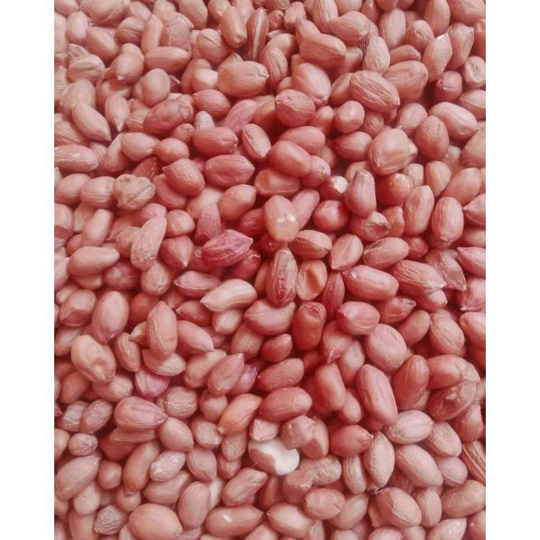 Promo Benih Bibit Kacang Tanah 1 Kg Lokal Pati Sudah Kupas Manis Gurih Langganan Garuda & Dua Kelinc