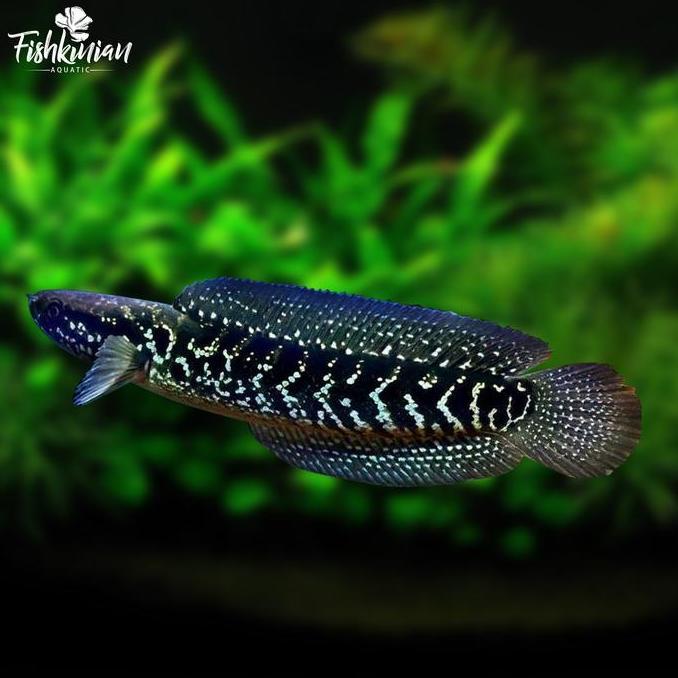 IKAN CHANNA ASIATICA WS GRADE A