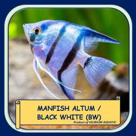 Fishmen- Ikan Hias Air Tar - Angelfish / Manfish Altum