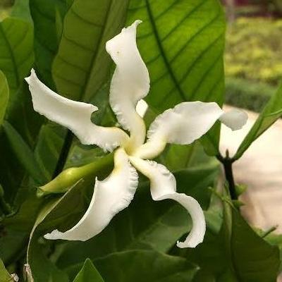TANAMAN BUNGA MELATI CENGKEH WANGI