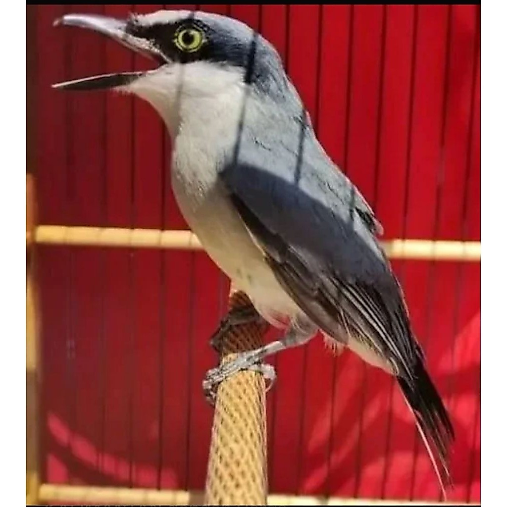 BURUNG JINJING PETULAK BAHAN JANTAN PILIHAN BAGUS BUKAN PENTET