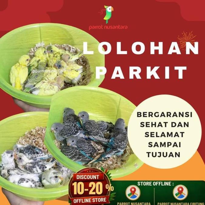 Hot Promo, Anakan Lolohan Burung Parkit Warna