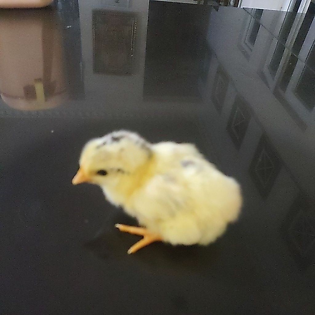 Doc ayam elba