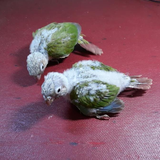 New Trend, Burung Pineapple Conure / Baby Pineapple Conure