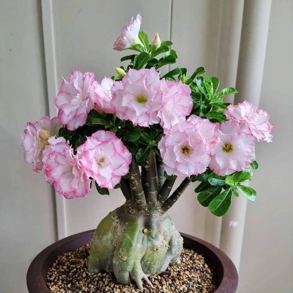 TANAMAN HIAS BUNGA ADENIUM TUMPUK || BUNGA ADENIUM TUMPUK