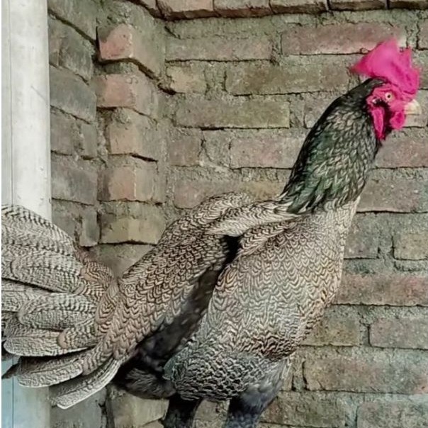promo telur ayam pama bulbi gred A kualitas terbaik