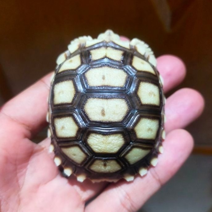 paket sulcata 10 ekor size 7 cm