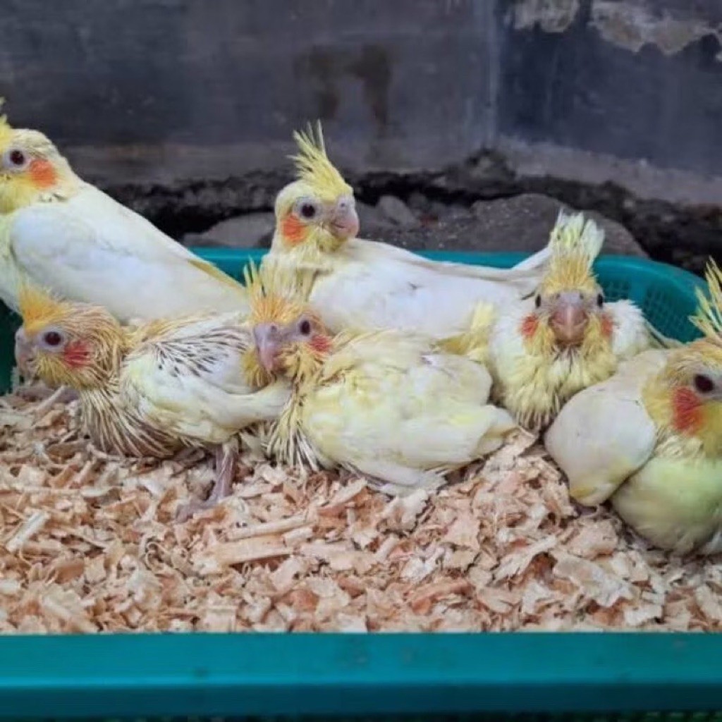 Baby Burung Falk Anakan Remaja Burung Parkit Australia