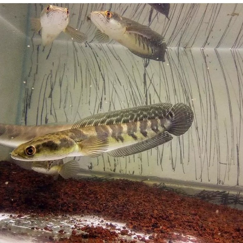 Channa Maru YS Jumbo sudah karantina bisa COD