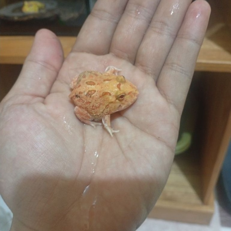 Hiasan Pacman Strawberry (minusan)