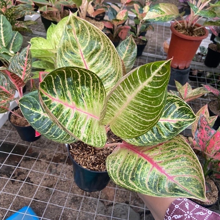 AGLAONEMA MOONLIGHT