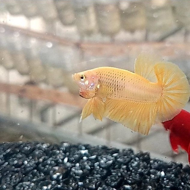HMPK SR male 6 female 1 + pkde blue pair