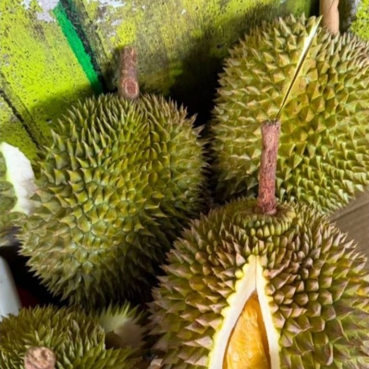 DURIAN UTUH ADA DURI UTAMA PENGIRIMAN INSTAN