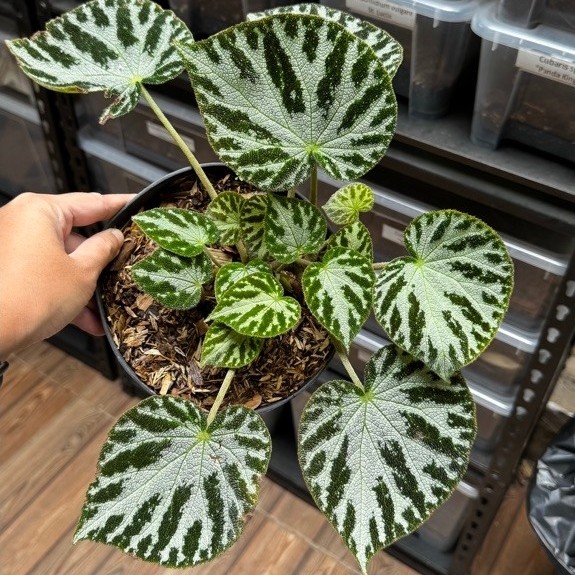 Begonia imperialis “Lemaire”