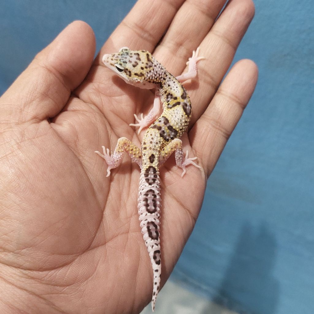 Mainan Leopard Gecko Mack Snow Eclipse