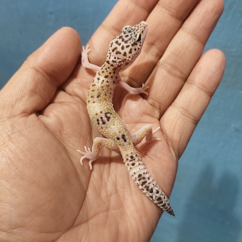 Mainan Leopard Gecko Mack Snow Eclipse