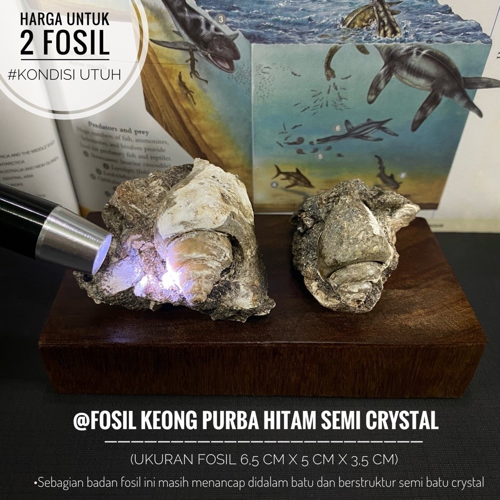 Fosil Keong Purba Hitam Semi Crystal B91 atau Fossil Gastropoda atau Fosil Kerang Kristal atau Fosil