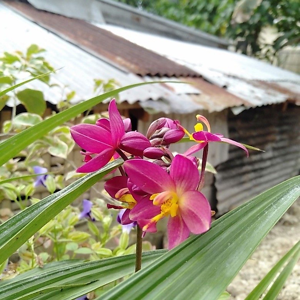 TANAMAN HIAS BUNGA ANGGREK TANAH || BUNGA ANGGREK TANAH